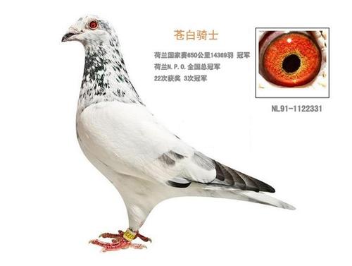 苍白骑士信鸽
