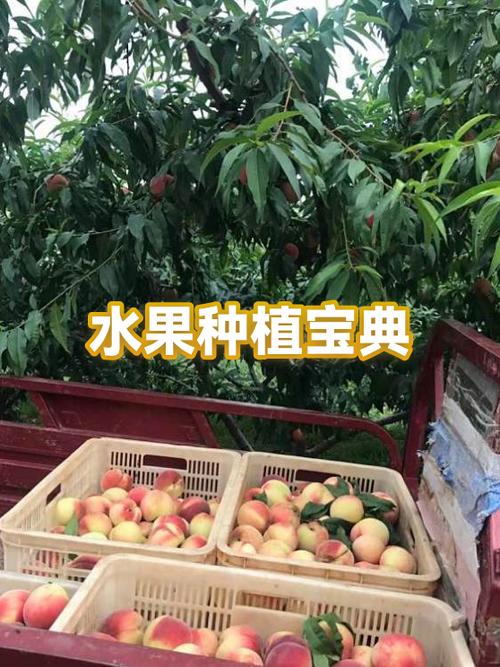 水果利润大概多少缩略图