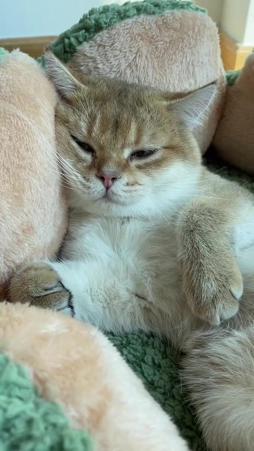 小猫咪爱睡觉正常吗