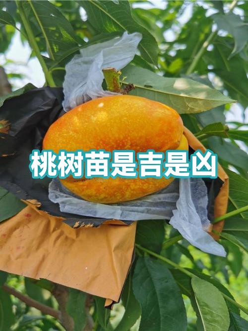 桃树是辟邪还是招鬼
