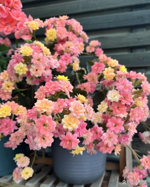 最旺家的5种花