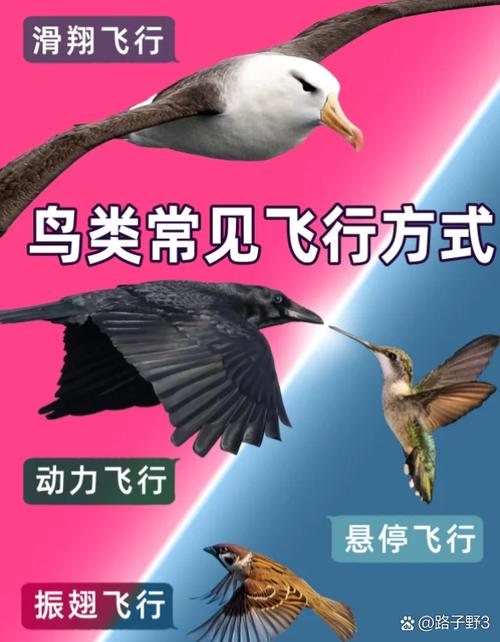 鸟类飞行能量计算公式图标