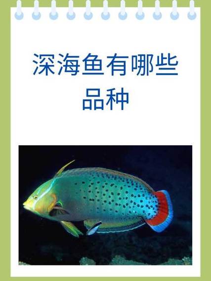 什么是深海鱼哪些是深海鱼