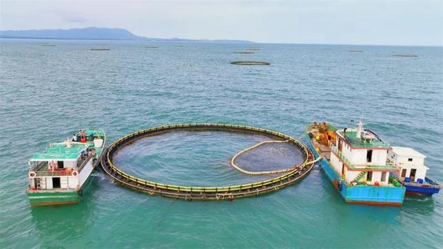 中国最大的深海养鱼基地