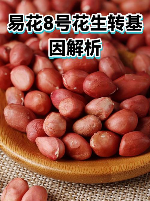花生转可靠吗