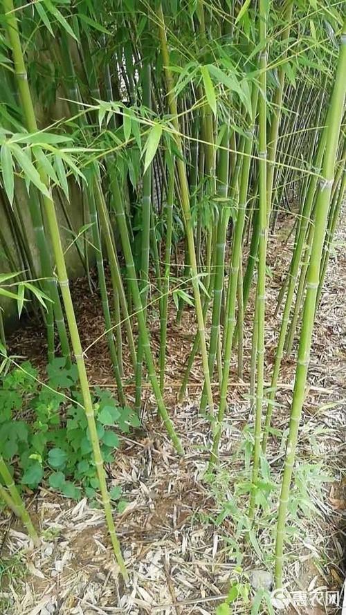哪里产的竹子质量好