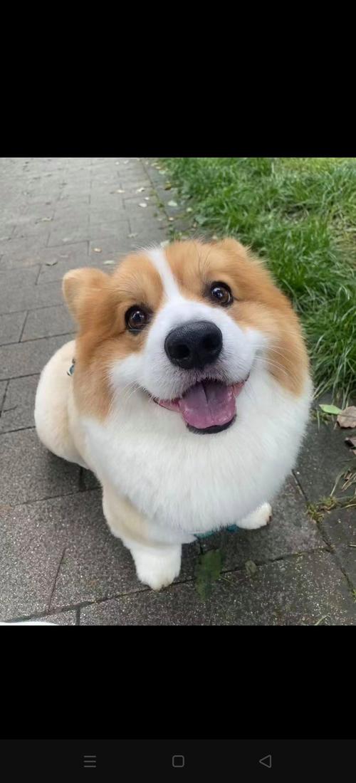 wow宠物