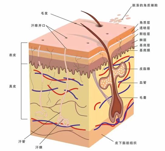 下载天天领皮肤缩略图