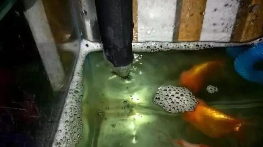 养鱼的水腥味很重怎么办