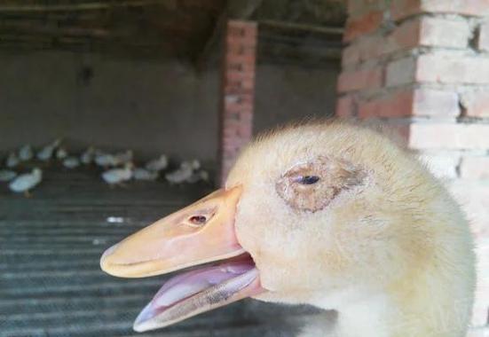 鸭子被拖下水原因