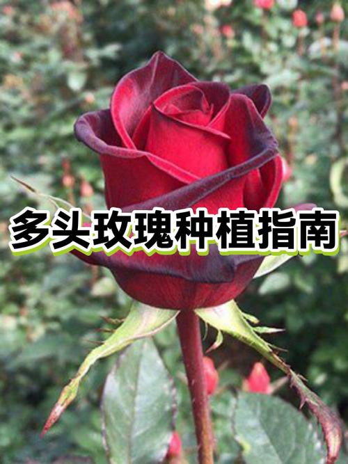 玫瑰苞几级进化