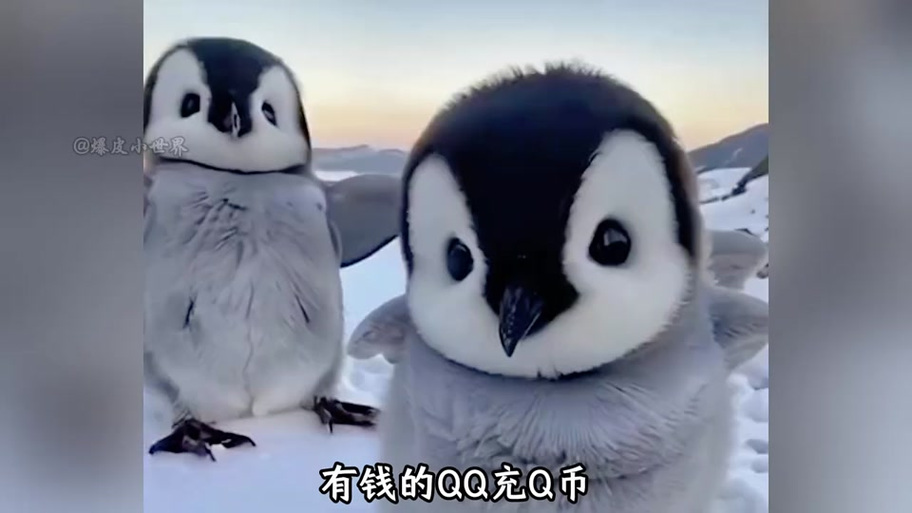 充svip要多少个q币