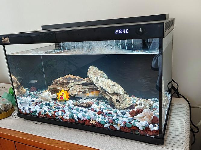 现在鱼缸哪个品牌好游戏截图