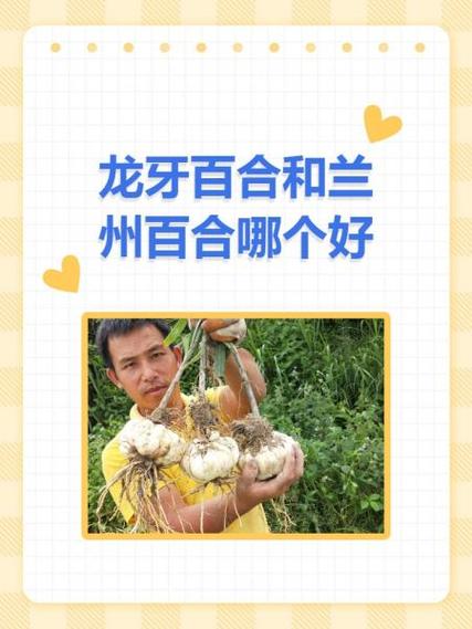 最好的百合排名第一名