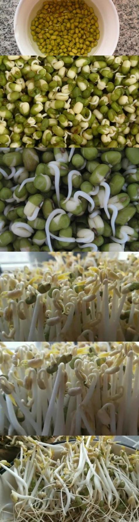 老版豆芽中华