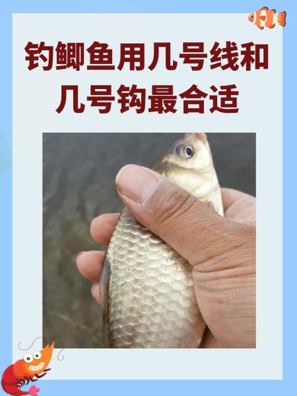 逗钓用几号钩几号线合适