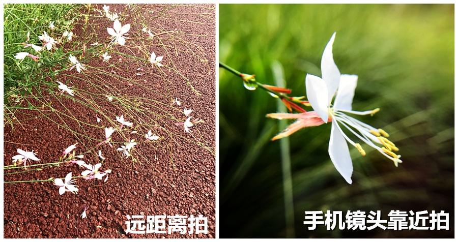 小米手机背景虚化怎么拍