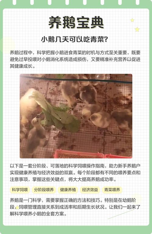 小鹅的饲养技术和注意事项