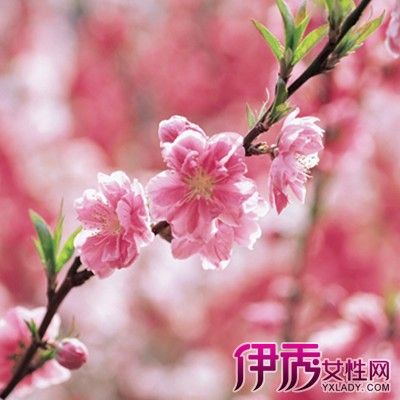 男人梦见桃花盛开财运