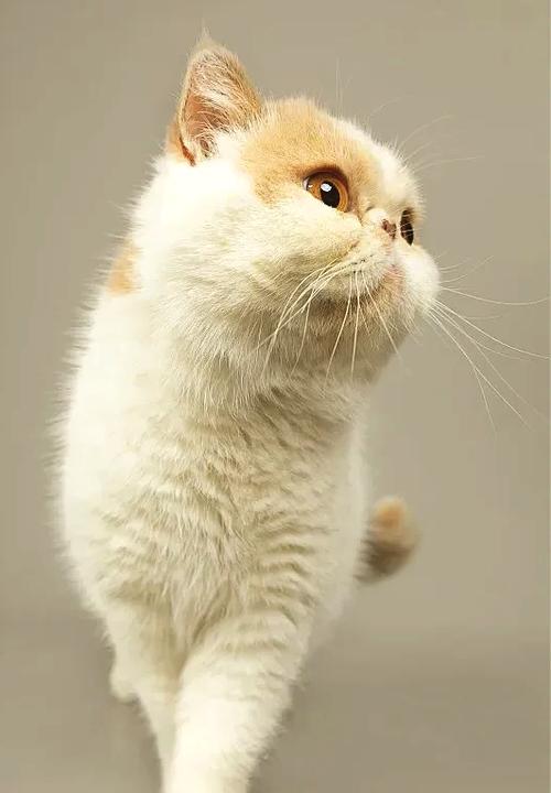 加菲猫和橘猫是不是一个品种