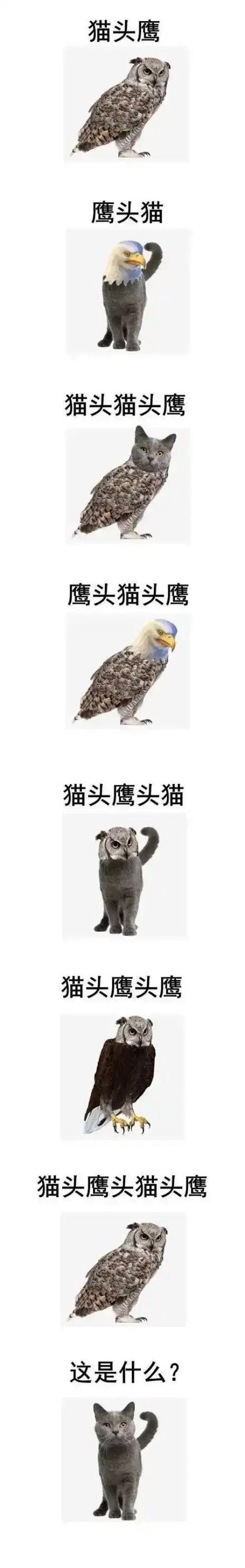 猫头鹰冷知识