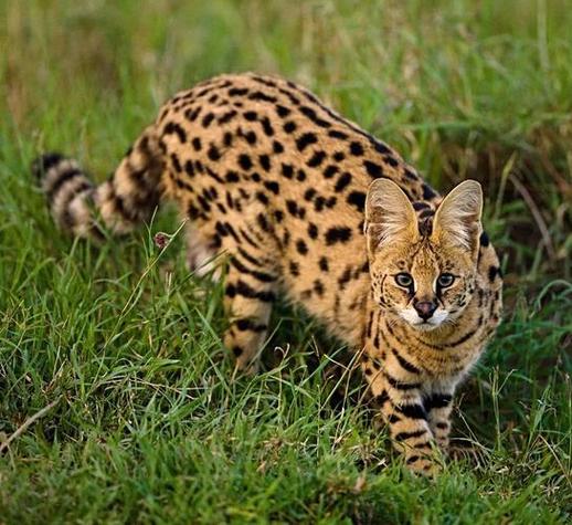 野猫最新