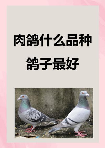 鸽子最旺三种人