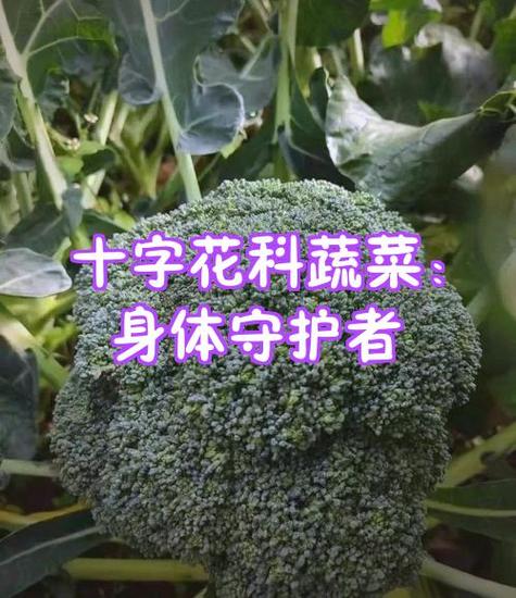 最安全的蔬菜杀虫剂