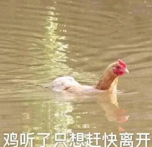 一些有趣的表情包