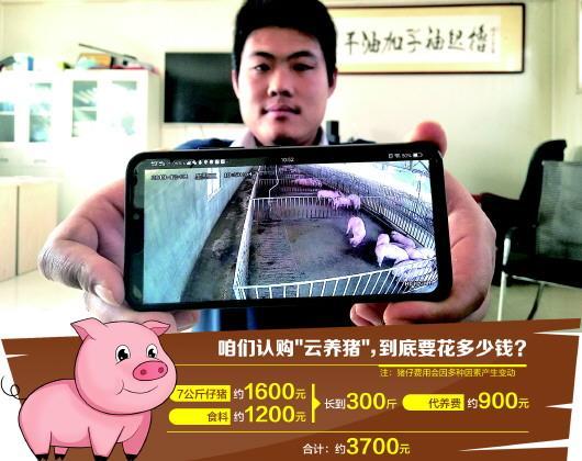 云养猪怎么养
