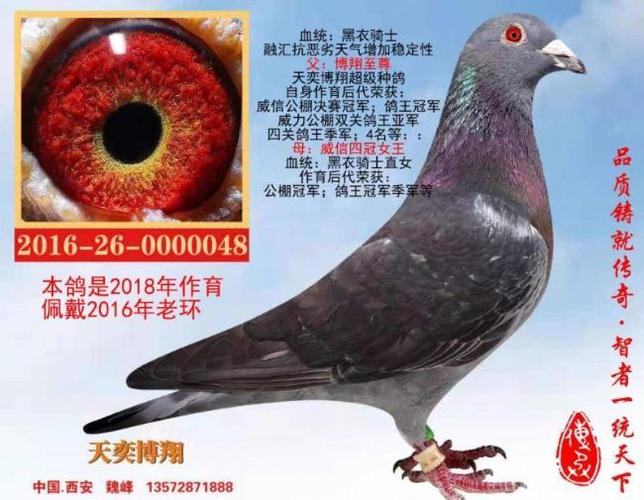 黑衣骑士源头种鸽