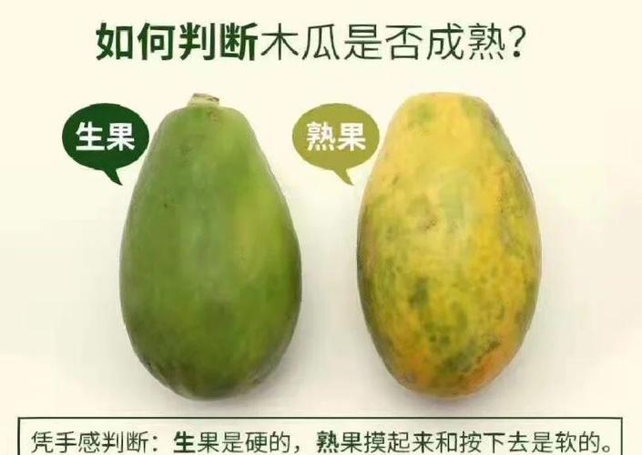 木瓜皮黄了没软可以吃吗