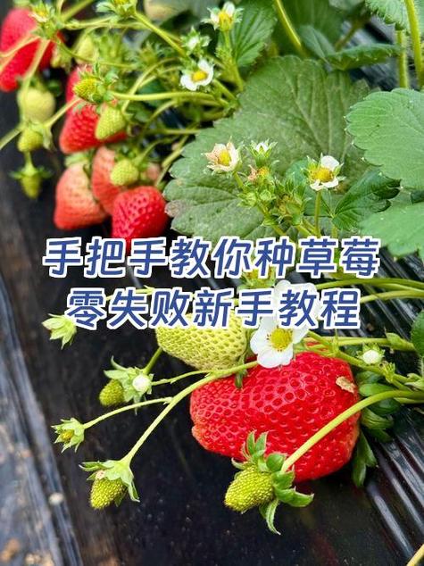 新手卖草莓的步骤图标