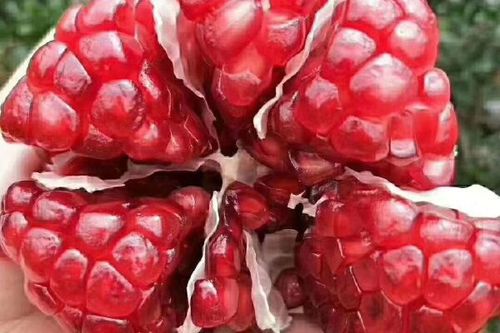 石榴视频内容
