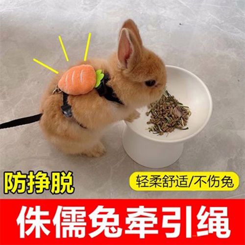 兔子能用绳子拴着吗