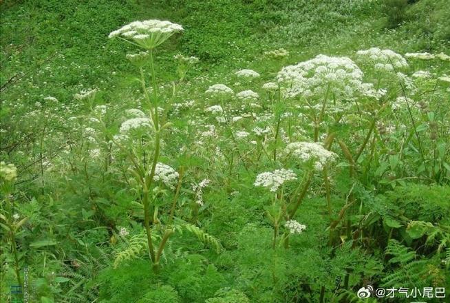 一缕香魂是什么意思
