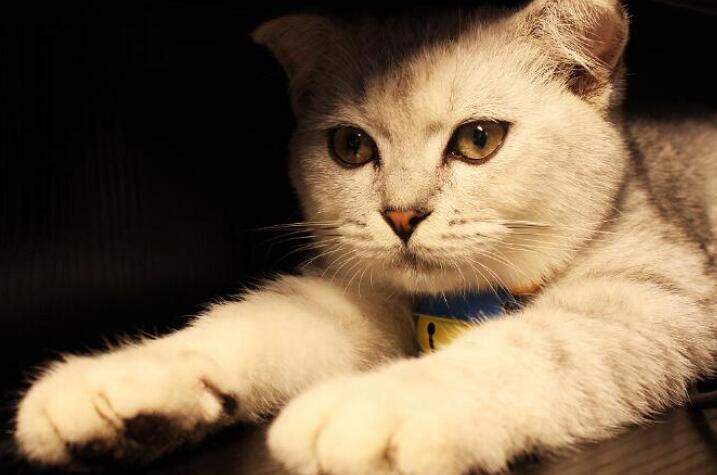 猫咪四肢无力站不起来