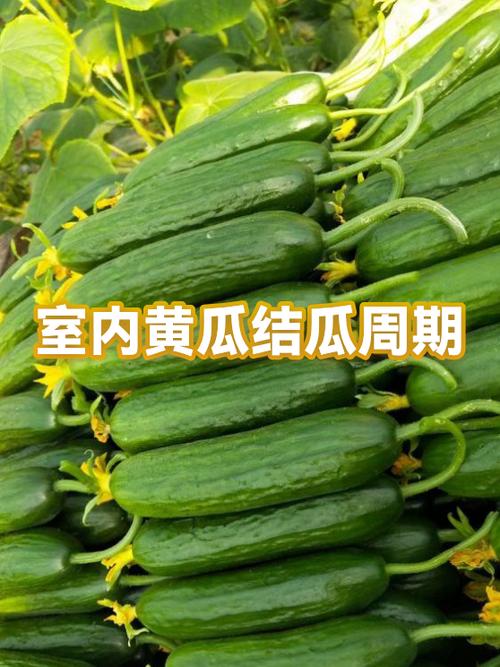 黄瓜瓜条短如何变长