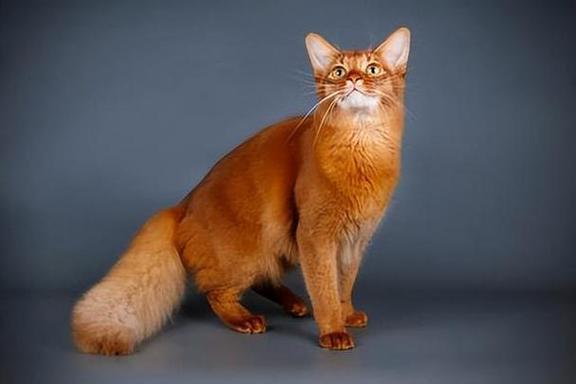 猫的颜色