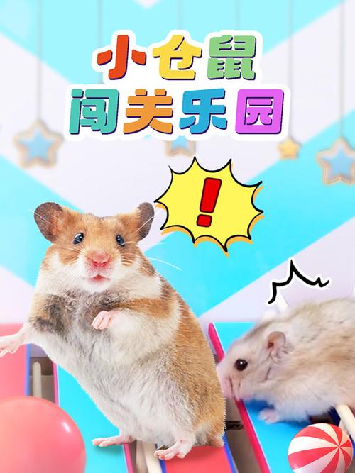小仓鼠闯关大冒险视频缩略图