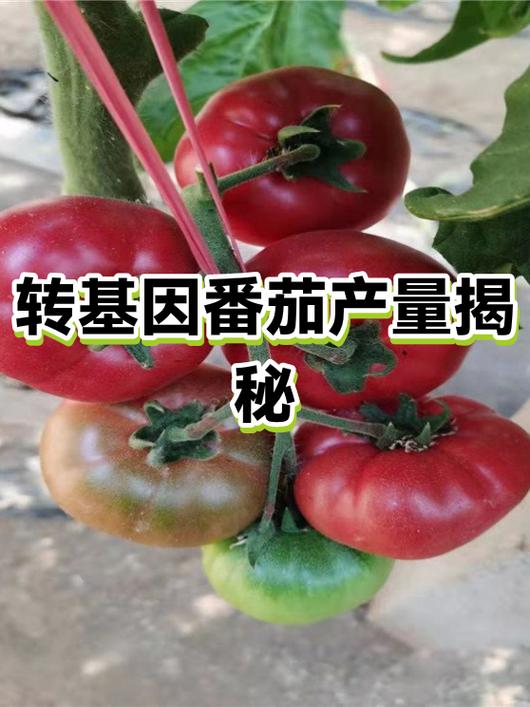 番茄起源于哪个国家图标