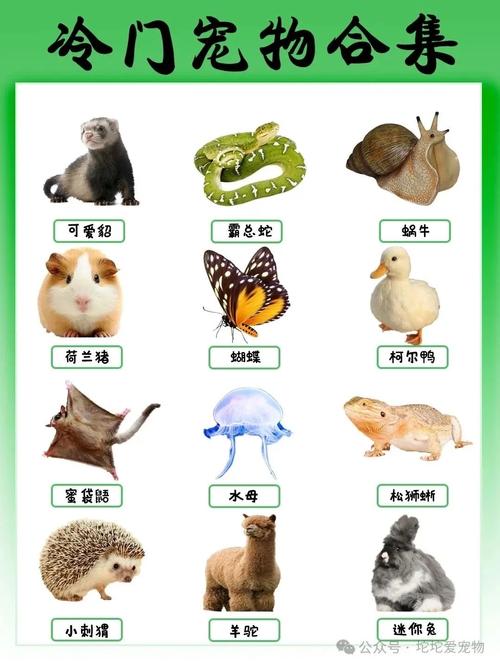 我的世界养宠物