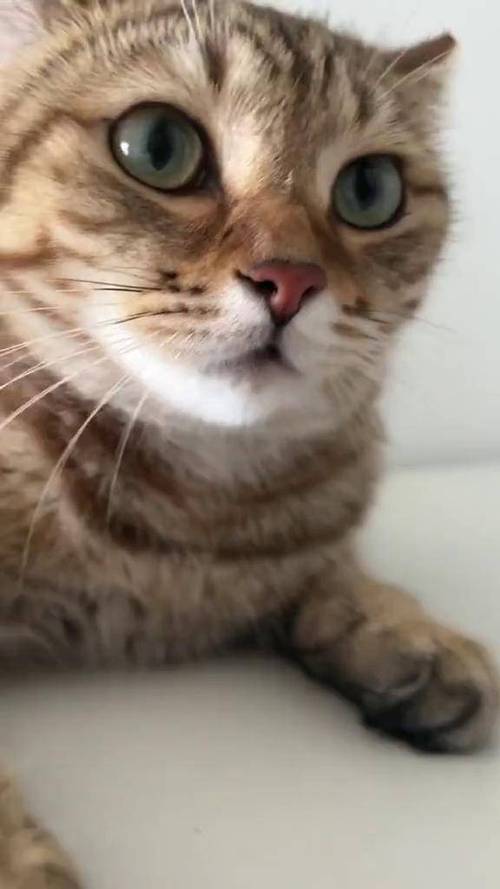 找猫咪最快最好的叫声