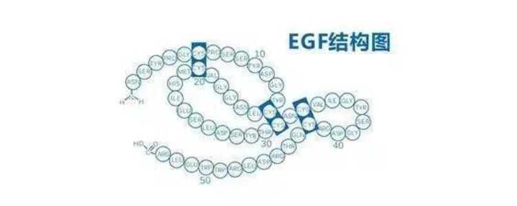 egf是什么