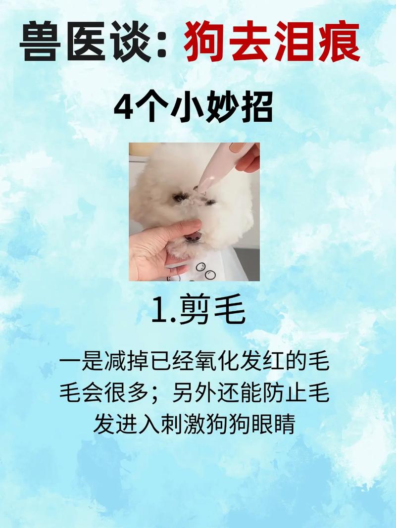 比熊狗狗泪痕处理方法