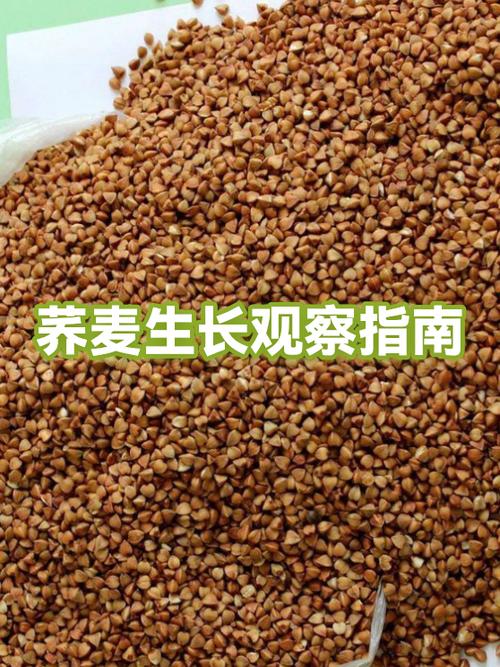 荞麦生长期多少天截图