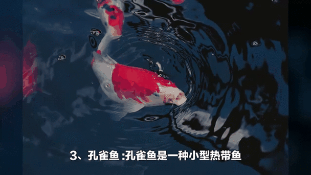 十大养不死的热带鱼截图