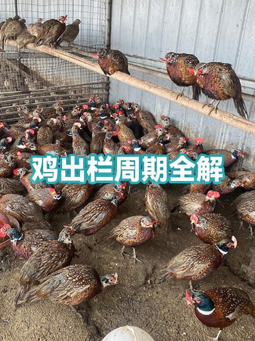鸡多少天出栏