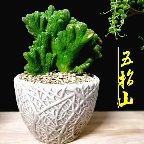 麒麟仙人掌图片