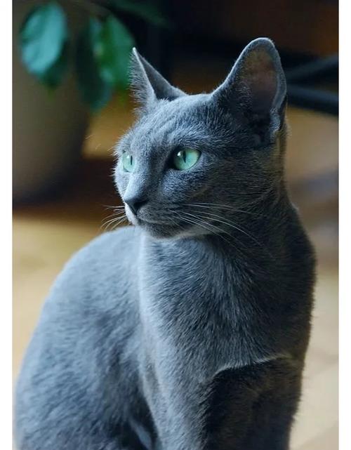 蓝猫什么颜色的眼睛好